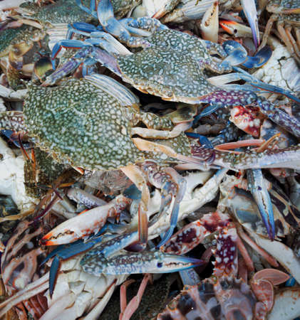 A pile of the fresh flower crabs sold at the farmer's market, Blurred backgroundの写真素材