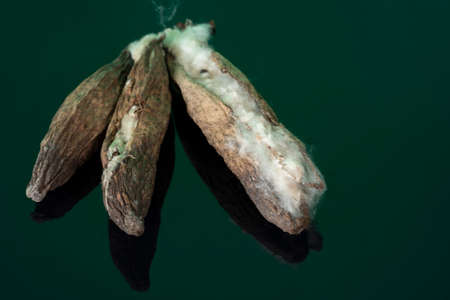 Kapok or celba fruit, locally called as kekabu. Traditionally, the cotton-like fiber is used as...