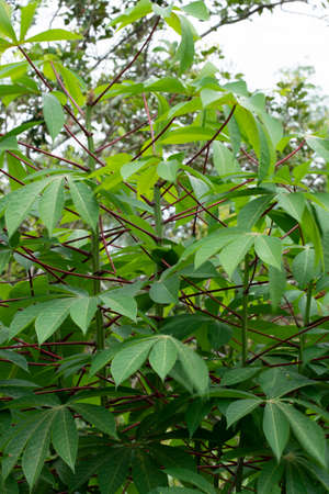 Cassava plant or locally known as pokok ubi kayu. The leaves and the tuber are used as food....