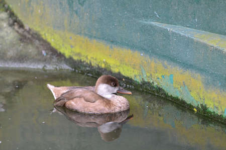 A small duck swimming in the water. Selective focus points. Blurred backgroundの写真素材
