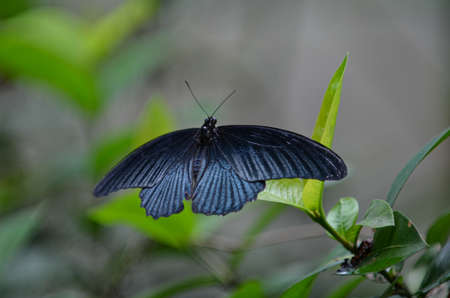 A butterfly perched on a leaf. Selection focus points. Blurred backgroundの写真素材
