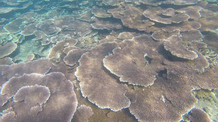 Underwater view of corals in shallow water reef under visible sunlight. Selective focus points. Blurred backgroundの写真素材