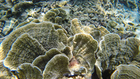 Underwater view of corals in shallow water reef under visible sunlight. Selective focus points....