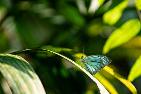 A blue-green coloured butterfly on a leaf. Blurred backgroundの写真素材