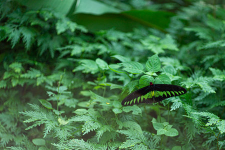 A butterfly species named the Rajah Brooke's birdwing perched on a leaf. Blurred backgroundの写真素材