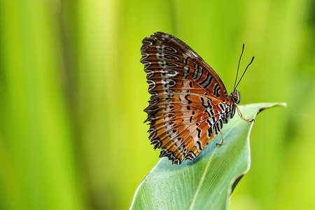An orange coloured butterfly on a leaf. Blurred background