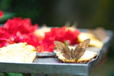 A single butterfly feeding on fruits on a tray. Blurred backgroundの写真素材