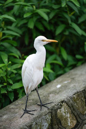 Cattle egret, a bird known to pick ticks and flies from cow's back, in captivity. Blurred backgroundの写真素材