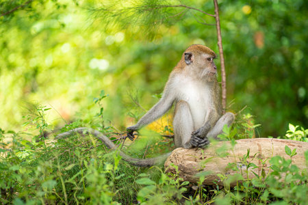 A monkey sitting on a fallen log. Selective focus points