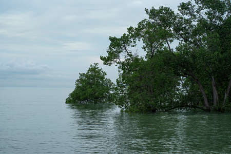 Partially submerged trees on the seashore during high tides. Selective focus points