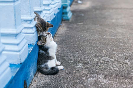Two small kittens playing fighting with each other outdoor.