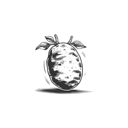 Potato icon. Vegetable food sign. Diet nutrition symbol. Classic flat style. Quality design element. Simple potato icon. Vectorのイラスト素材