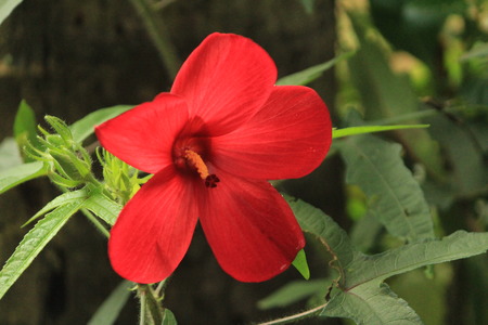 beautiful red okra flowerの写真素材