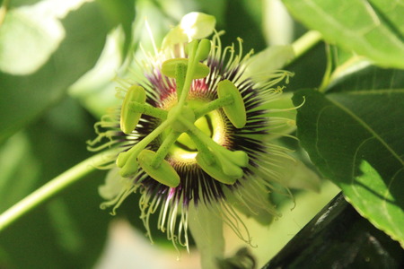 passion flowerの写真素材
