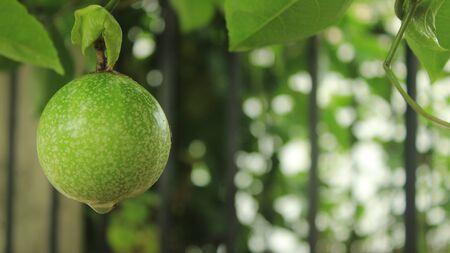 Passion Fruitの写真素材