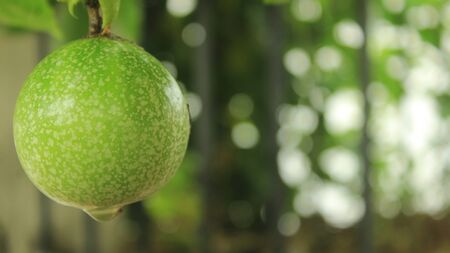 Passion Fruitの写真素材