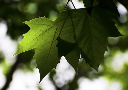 Maple Leafの写真素材