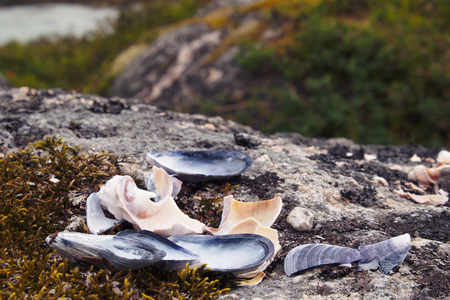 Broken shells on a rock.