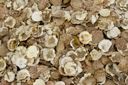 A pile of old pearl shells on the beach 