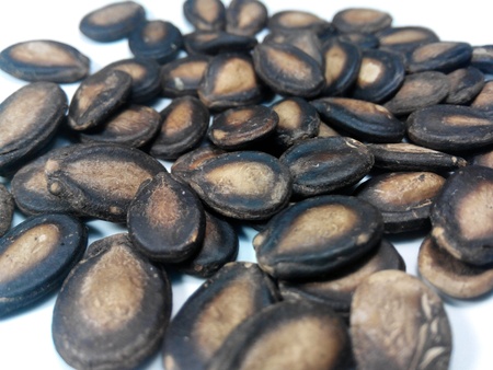 Watermelon seedの素材