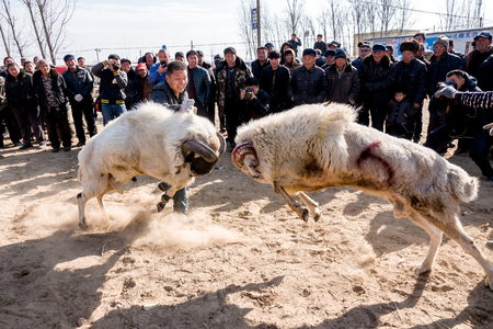 Chinese Rural Temple Fair: folk traditional recreational activities -- sheep fightsのeditorial素材