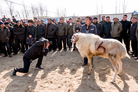 Chinese Rural Temple Fair: folk traditional recreational activities -- sheep fightsのeditorial素材