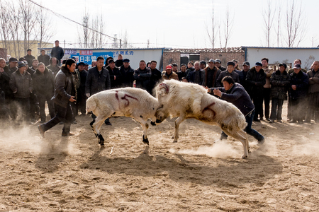 Chinese Rural Temple Fair: folk traditional recreational activities -- sheep fightsのeditorial素材