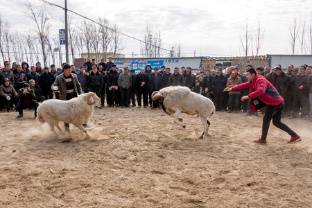 Chinese Rural Temple Fair: folk traditional recreational activities -- sheep fightsのeditorial素材