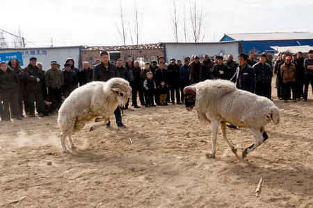 Chinese Rural Temple Fair: folk traditional recreational activities -- sheep fightsのeditorial素材
