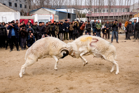 Chinese Rural Temple Fair: folk traditional recreational activities -- sheep fightsのeditorial素材