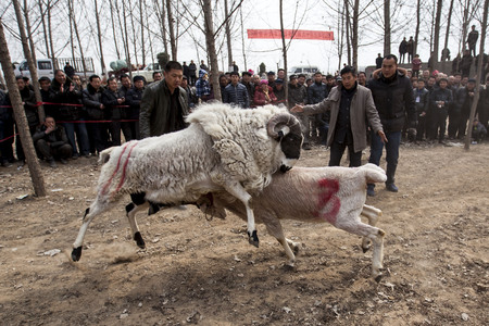 Chinese Rural Temple Fair: folk traditional recreational activities -- sheep fightsのeditorial素材