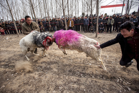 Chinese Rural Temple Fair: folk traditional recreational activities -- sheep fightsのeditorial素材