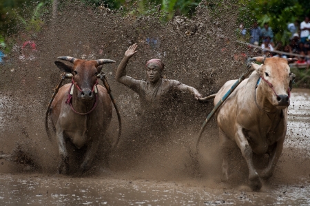 Pacu jawi  race cow  North sumatera Indonesia.  の素材