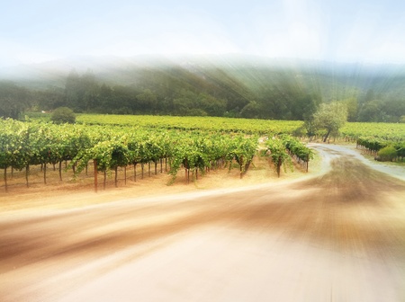Grapevinesの写真素材