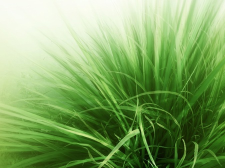 Grass Bladesの写真素材