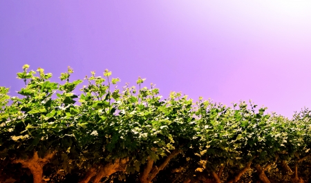 Tree Topsの写真素材