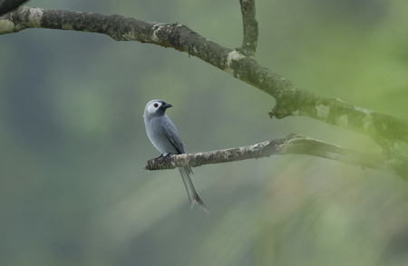 An  Female Ashy Drongoの写真素材