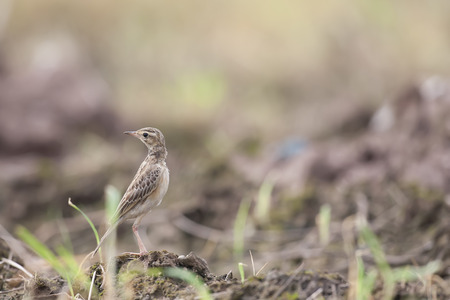 A Paddyfield Pipit standing on its habitatの写真素材