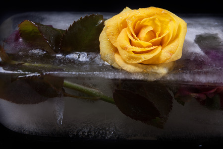 Frozen flowersの写真素材