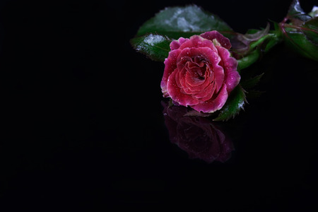 A rose on black glass with reflection effectの写真素材