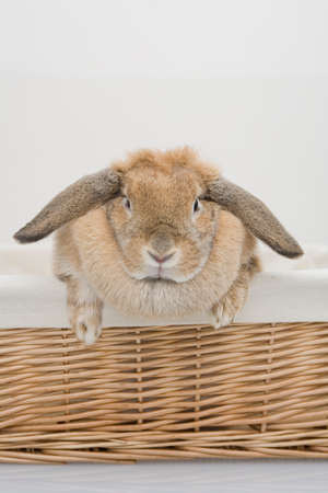 A close up of a bunny carrying a bookの写真素材