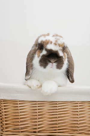 A close up of a bunny carrying a bookの写真素材