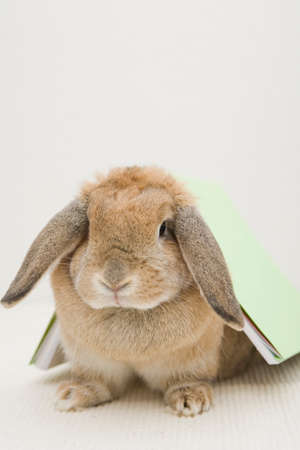 A close up of a bunny carrying a bookの写真素材