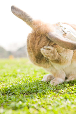 A bunny sitting on the grass