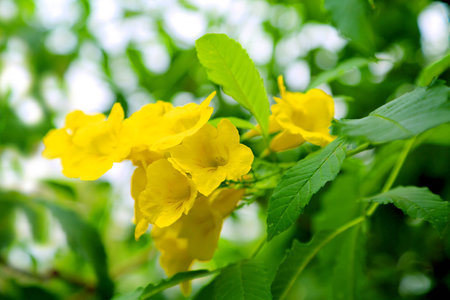 yellow flowerの写真素材