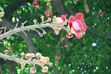 pink flower hall in gardenの写真素材