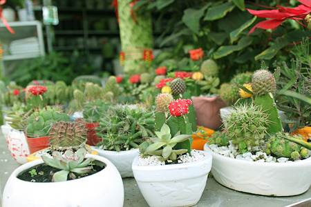 Cactus flower in potsの写真素材
