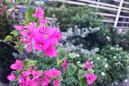 print flower gardenの写真素材