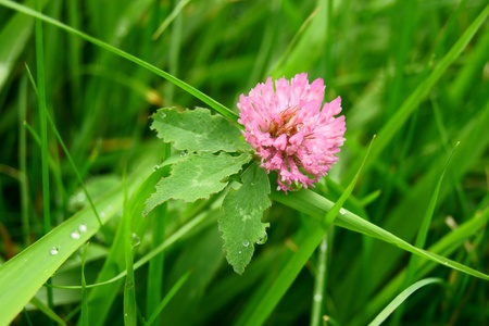 The red clover             の写真素材