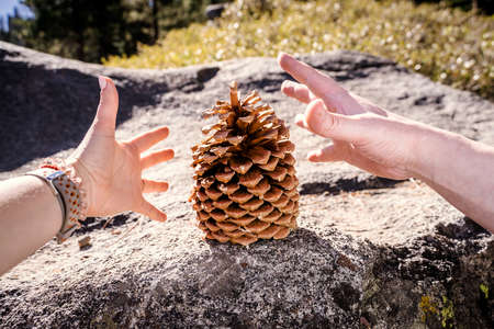 Hands hold a pine cone on a rock in the mountains.の写真素材